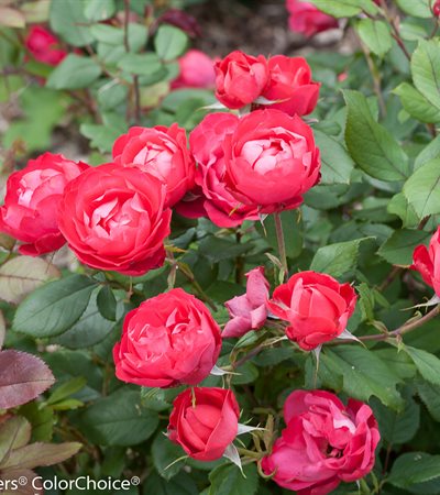 Rose Oso Easy Double Red™